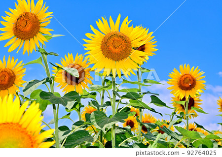 Sunflowers in full bloom in reclaimed land Sunflowers in full bloom in reclaimed land 92764025