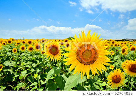 開墾土地上盛開的向日葵 開墾土地上盛開的向日葵 92764032