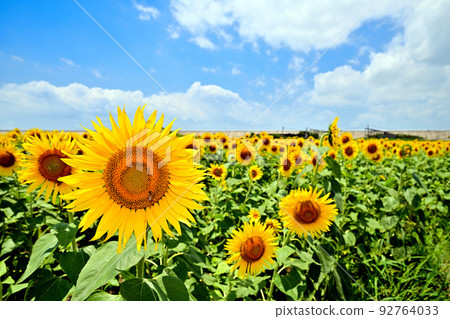 開墾土地上盛開的向日葵 92764033