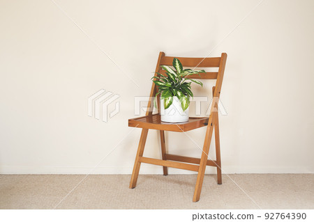 Dieffenbachia or Dumb cane plant in a white flower pot on a chair in a light empty room, minimalist and scandinavian style Dieffenbachia or Dumb cane plant in a white flower pot on a chair in a light empty room, minimalist and scandinavian style 92764390