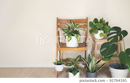 Home plants: monstera, dieffenbachia, sansevieria, pilea on the chairs in the room, indoor garden concept with copy space Home plants: monstera, dieffenbachia, sansevieria, pilea on the chairs in the room, indoor garden concept with copy space 92764391