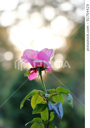 Rose Garden, International Rose Test Station, Portland, USA 92764429