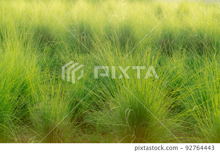 Green vetiver grass field. Vetiver System is used for soil and water conservation, mitigation and rehabilitation, and sediment control. Organic glue for soil sustainable development. Ornamental grass. 92764443