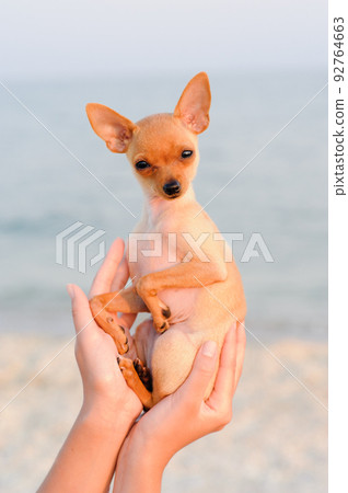 terrier resting on the sea terrier resting on the sea 92764663