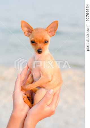 terrier resting on the sea 92764664