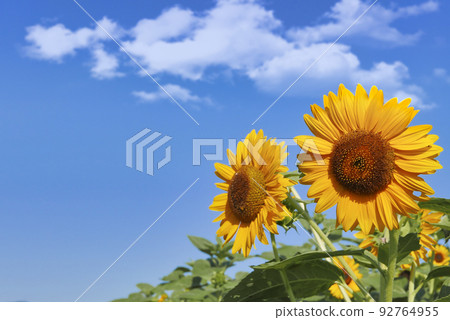 Blue sky and sunflower flowers (summer image) Blue sky and sunflower flowers (summer image) 92764955