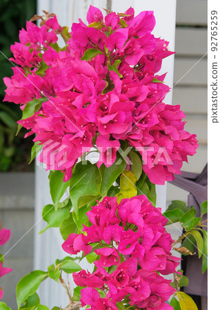 Bougainvillea bush grows next to residential buildings. Summer landscapes, violet blooming flowers. Bougainvillea bush grows next to residential buildings. Summer landscapes, violet blooming flowers. 92765259
