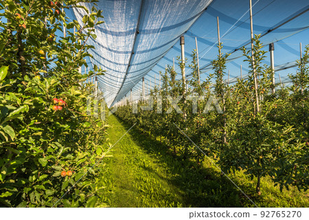 Apple orchard with anti-hail netting 92765270