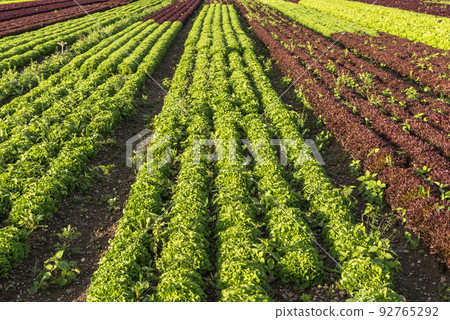 Lettuce field Lettuce field 92765292