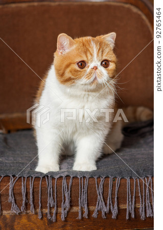 Red and white exotic hot sale shorthair