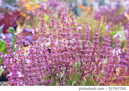 Salvia of violet color. Purple summer flowers in a rustic farm garden. Medicinal herb. Close up. Salvia of violet color. Purple summer flowers in a rustic farm garden. Medicinal herb. Close up. 92765580