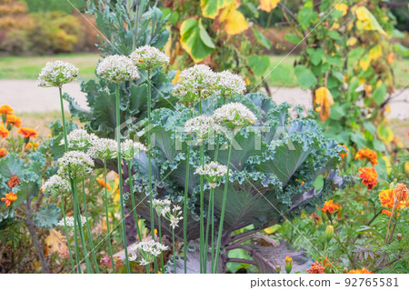 Onion flowers in farming and harvesting. Growing vegetables at home. Open ground flat bed into the farmland. Onion flowers in farming and harvesting. Growing vegetables at home. Open ground flat bed into the farmland. 92765581