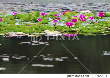 蓮花 92765591
