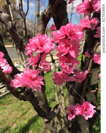 春天的花朵 92765669