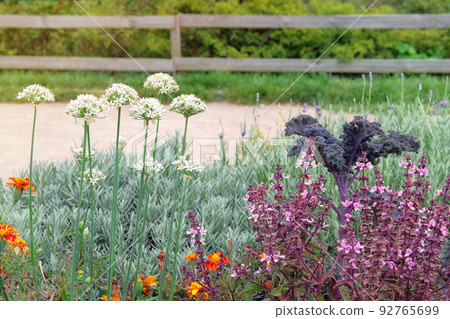 Organic vegetables grown in a rustic farm garden. Onion flowers in farming and harvesting. Growing vegetables at home. Open ground flat bed into the farmland. Organic vegetables grown in a rustic farm garden. Onion flowers in farming and harvesting. Growing vegetables at home. Open ground flat bed into the farmland. 92765699