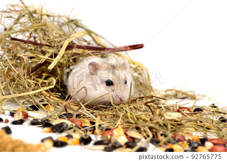 Jungar hamster on a white background Jungar hamster on a white background 92765775