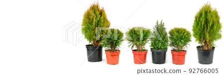 Tui and cypress in flower pots isolated on white background. Collage. Free space for text. Wide photo. Tui and cypress in flower pots isolated on white background. Collage. Free space for text. Wide photo. 92766005