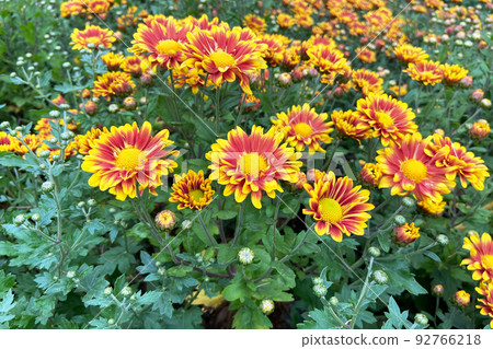 Chrysanthemums wallpaper. Yellow bright picturesque background. Blooming chrysanthemums buds in botany nursery in autumn. Chrysanthemums wallpaper. Yellow bright picturesque background. Blooming chrysanthemums buds in botany nursery in autumn. 92766218