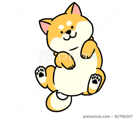 Brown Shiba Inu sleeping on his back 92766307