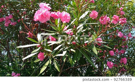 千葉開花的樹夾竹桃桃紅色花 92766389