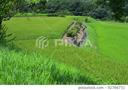 大山町竹下的梯田 大山町竹下的梯田 92766731