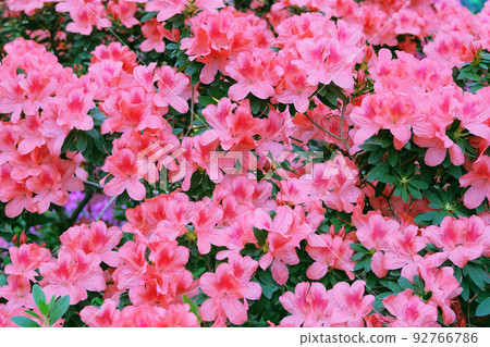 Azalea bloom in the botanical garden. Flowering of various azaleas in the greenhouse. Blooming of colorful azaleas. Azalea bloom in the botanical garden. Flowering of various azaleas in the greenhouse. Blooming of colorful azaleas. 92766786