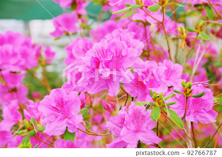 Azalea flowering plant blooming. Azalea festival. Flowering of various azaleas in the greenhouse. 92766787