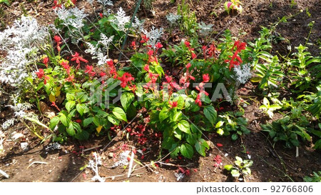 Red salvia and white leaves of Aegis japonicum 92766806
