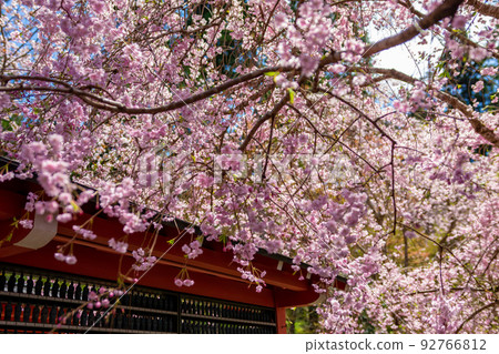 春天，京都大原三千院沐浴在陽光下盛開的櫻花 92766812
