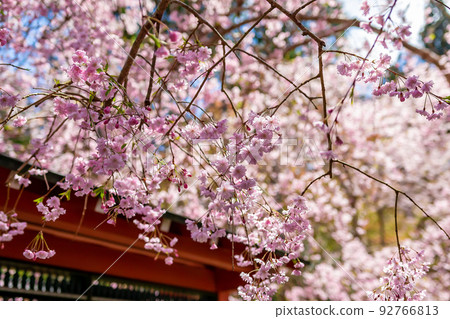 春天，京都大原三千院沐浴在陽光下盛開的櫻花 92766813