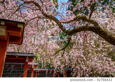 春天在京都大原的三千院看到的盛開的櫻花和藍天 92766832