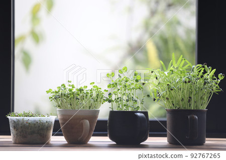 Kaiware tomiao and water spinach sprout growing in coffee cup indoor vegetable planting 92767265