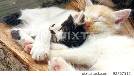 兩隻玩累了睡不好覺的小貓 92767515