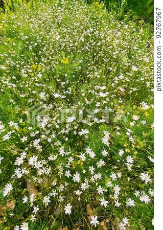 Stellaria media flowers, close up. White flowers on green meadow in summertime. Summer wild landscape in forest. 92767967