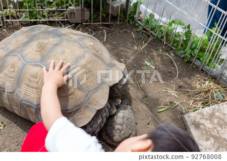 Child playing with Dachshund, Spurred Tortoise and Hermann Tortoise 92768008