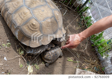 Child playing with Dachshund, Spurred Tortoise and Hermann Tortoise 92768009