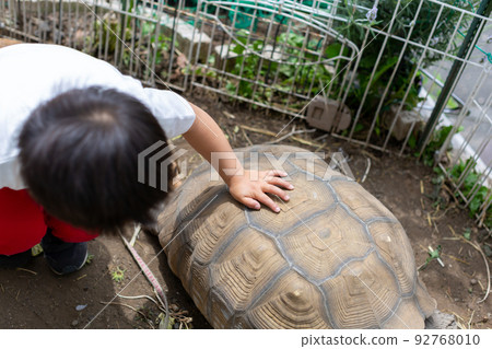Child playing with Dachshund, Spurred Tortoise and Hermann Tortoise 92768010