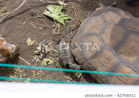 Dachshund and Spurred Land Turtle and Hermann Land Turtle 92768012
