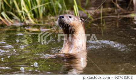 Otter swimming in a river. Grand Teton National Park Otter swimming in a river. Grand Teton National Park 92768368