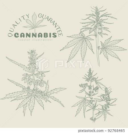 Hand drawn sketch of cannabis, marijuana hemp plant contour in vintage style 92768465