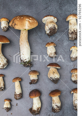 Autumn fall composition. Raw edible mushrooms Penny Bun on dark black stone shale background. Ceps over gray table. Cooking delicious organic mushroom gourmet food. Flat lay top view 92769296