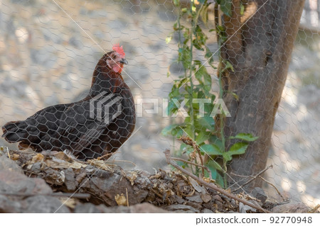 Black chicken behind a fence on a farm in a mountainous area 92770948