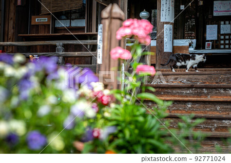 一隻貓在Kodo、Gyōganji和春天鮮花盛開的正殿歡迎您 92771024