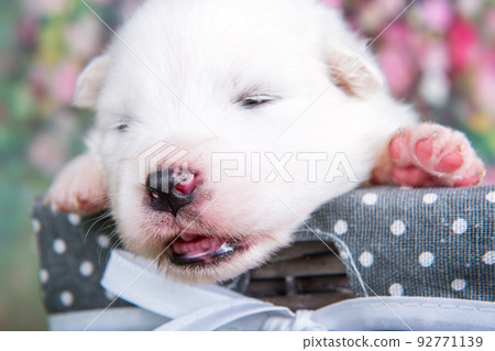 White fluffy small Samoyed puppy dog in a basket 92771139