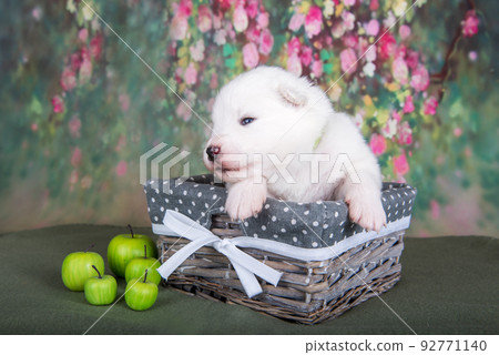 White fluffy small Samoyed puppy dog in a basket with apples 92771140