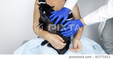 Cat has fur problem. Bald patches and dermatitis. Subcutaneous tick, demodicosis, hair-eater. Veterinarian examines cat and prescribes treatment. Pet shows bald patches and areas of skin without hair 92771821
