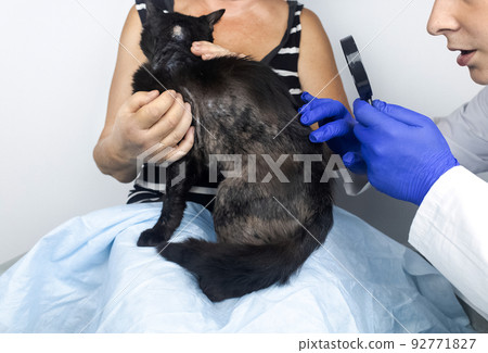Cat has fur problem. Bald patches and dermatitis. Subcutaneous tick, demodicosis, hair-eater. Veterinarian examines cat and prescribes treatment. Pet shows bald patches and areas of skin without hair Cat has fur problem. Bald patches and dermatitis. Subcutaneous tick, demodicosis, hair-eater. Veterinarian examines cat and prescribes treatment. Pet shows bald patches and areas of skin without hair 92771827