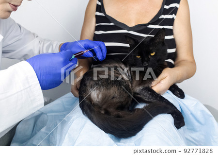 Cat has fur problem. Bald patches and dermatitis. Subcutaneous tick, demodicosis, hair-eater. Veterinarian examines cat and prescribes treatment. Pet shows bald patches and areas of skin without hair 92771828