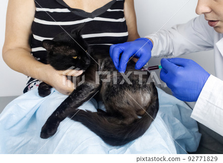 Cat has fur problem. Bald patches and dermatitis. Subcutaneous tick, demodicosis, hair-eater. Veterinarian examines cat and prescribes treatment. Pet shows bald patches and areas of skin without hair 92771829
