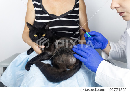 Cat has fur problem. Bald patches and dermatitis. Subcutaneous tick, demodicosis, hair-eater. Veterinarian examines cat and prescribes treatment. Pet shows bald patches and areas of skin without hair 92771831